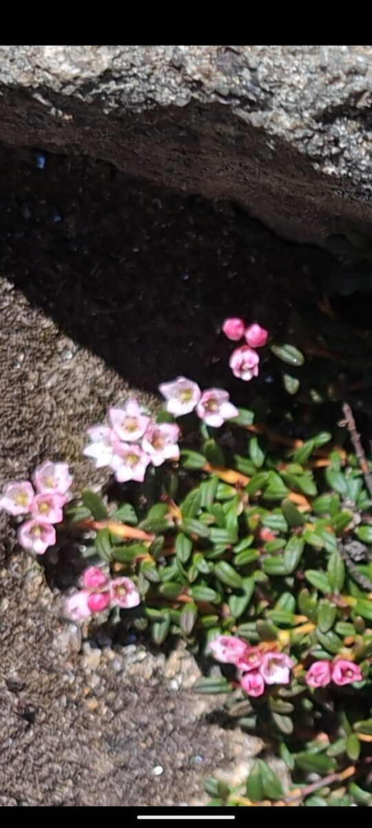 Alpine azalea in bloom under boulder