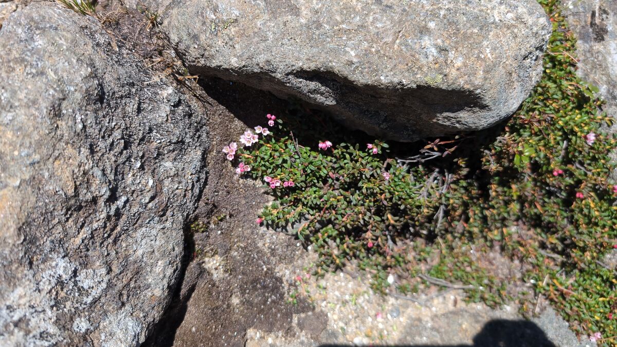 Kalmia procumbens alpine azalea growing in a granite rock crevice on the summit
