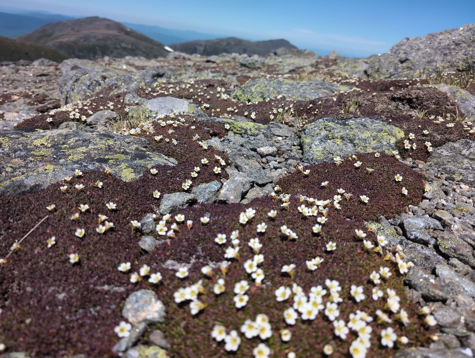 Diapensia lapponica in bloom across summit rocks with Presidential Range in soft focus background